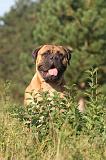 BULLMASTIFF 007